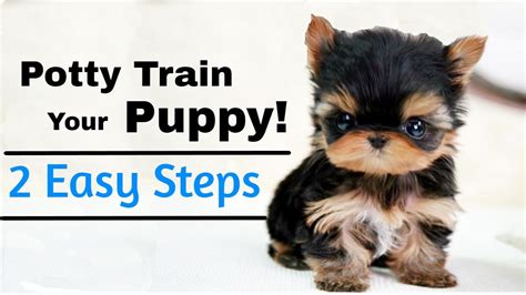 how to potty train a black lab puppy|9 week puppy potty training.